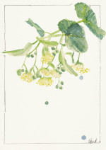 Lindenblüten